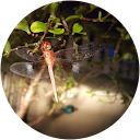 THL NETWORK profile picture